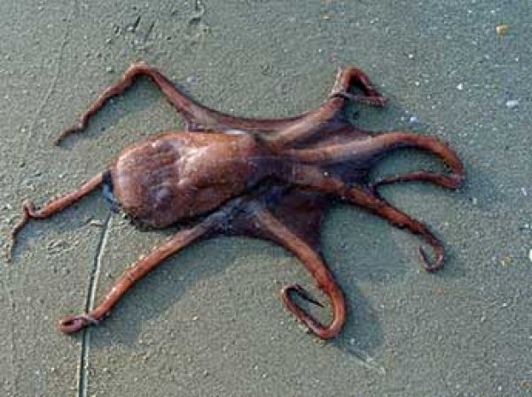 Ученые доказали, что осьминоги - инопланетяне