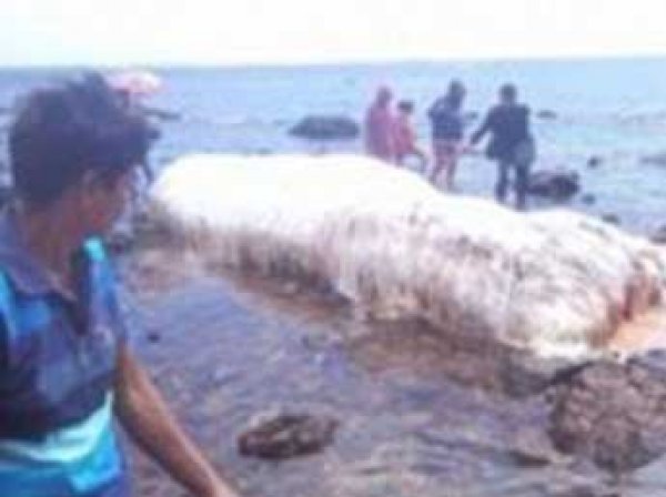 Гигантский волосатый монстр в море напугал жителей Филиппин (ФОТО)
