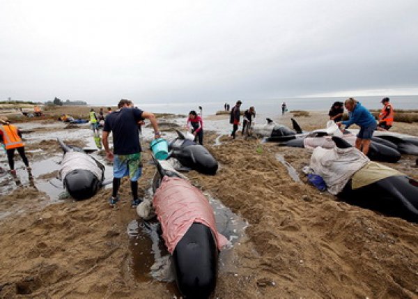 В Новой Зеландии свыше 200 выбросившихся на берег дельфинов смыло приливом (ФОТО)