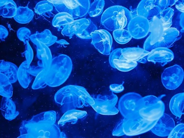 Ученые нашли в океане уникальную бессмертную медузу времен динозавров