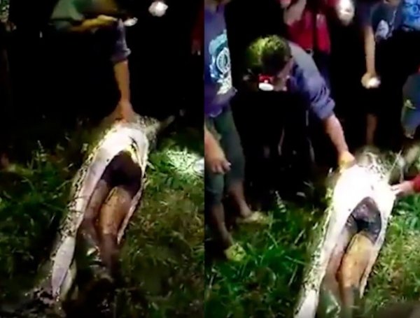 YouTube ВИДЕО: пропавшего без вести индонезийца нашли в 7-метровом питоне