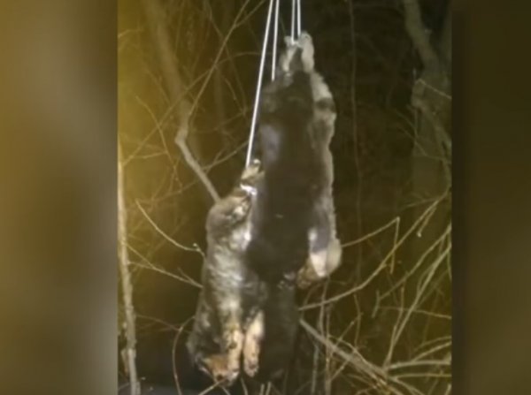 YouTube шокирован ВИДЕО спасения четырех повешенных на дереве щенков под Хабаровском