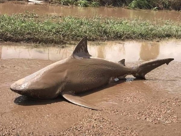 YouTube ВИДЕО: в Австралии ураган Дебби вынес акулу на проезжую часть