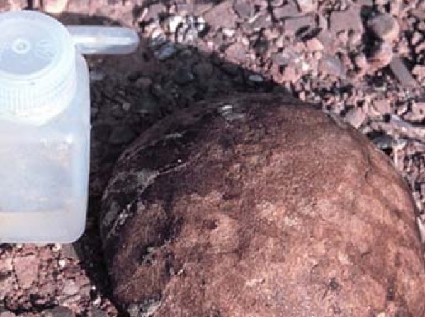 Ученые нашли древнейший организм на Земле