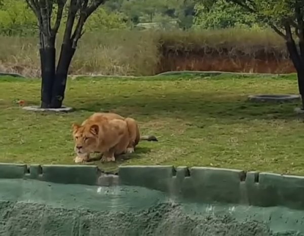 YouTube ВИДЕО: в Мексике львица, пытаясь допрыгнуть до туристов, рухнула с обрыва