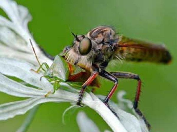 Ученые назвали самого зоркого хищника на Земле (ВИДЕО)