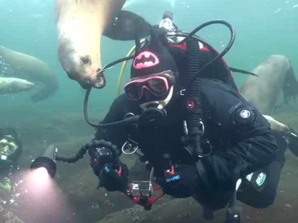 YouTube ВИДЕО: морской лев едва не откусил голову аквалангисту
