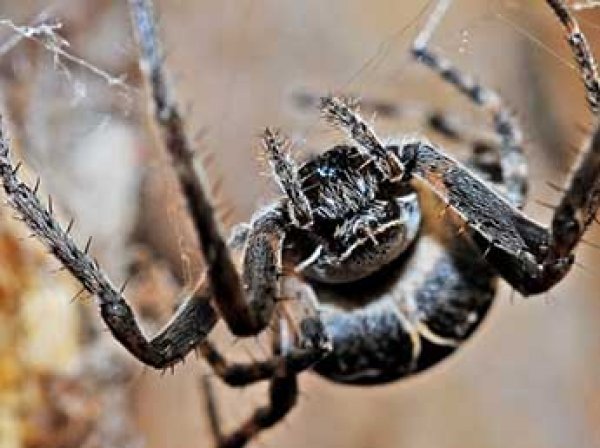 Ученые: пауки могут за год сожрать всех людей на Земле