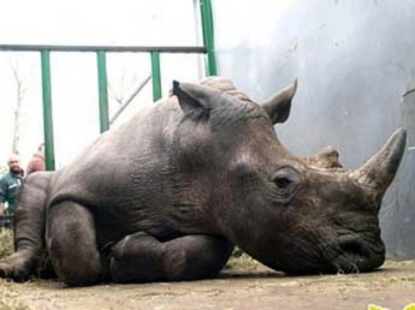 Во Франции браконьеры убили редкого белого носорога прямо в зоопарке (ФОТО)
