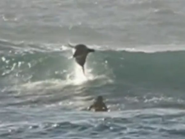 YouTube ВИДЕО: выпрыгнувший из воды дельфин едва не убил серфера