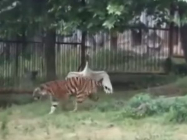 YouTube "взорвало" ВИДЕО, как в Китае отважный журавль прогнал трех тигров