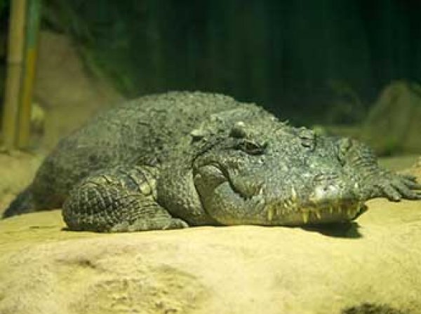 Ученые: люди произошли не от обезьяны, а от крокодила