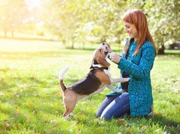 Ученые доказали, что собаки могут читать мысли людей