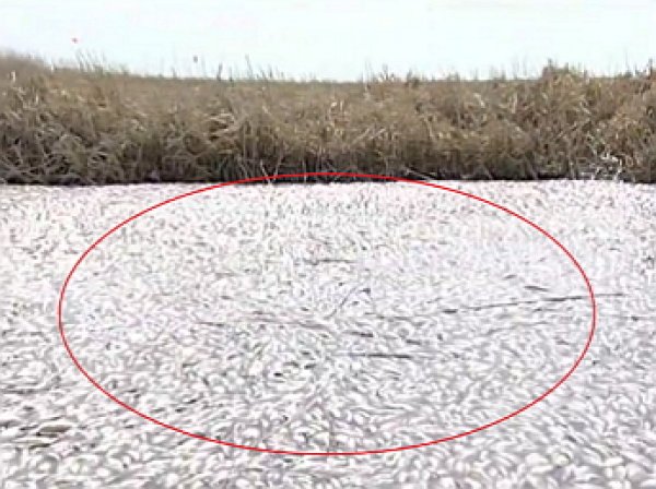 Тысячи мёртвых рыб покрыли поверхность озера Кунашак Челябинской области