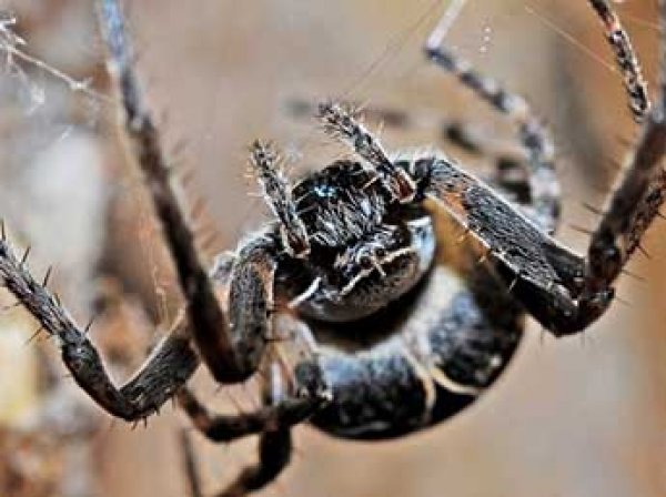 YouTube ВИДЕО: в США ведущий испугался огромного паука в прямом эфире