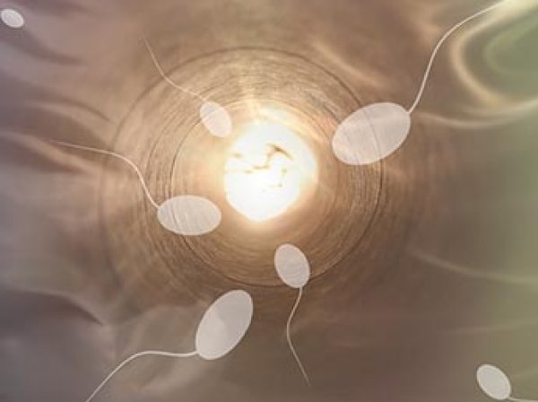 Немецкие ученые нашли способ вылечить рак при помощи сперматозоидов