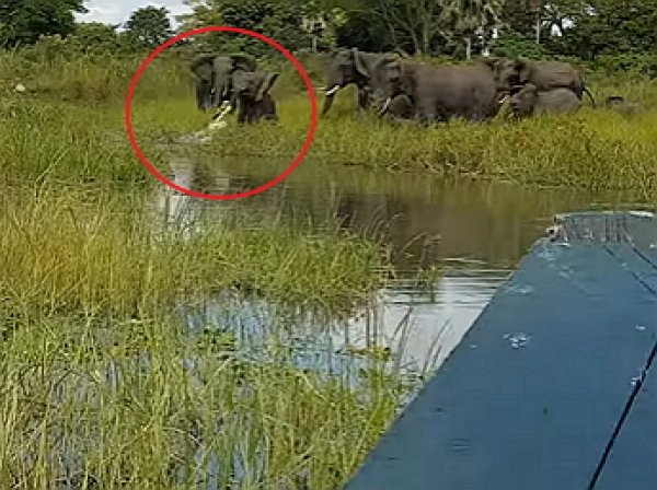 Очевидец снял на видео схватку слоненка с крокодилом