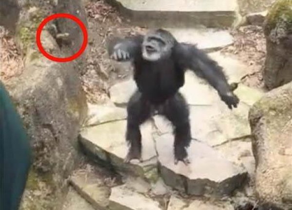 YouTube ВИДЕО с шимпанзе, запустившей фекалии в лицо старушке, стало хитом в Сети