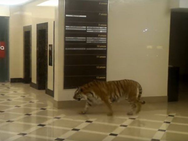 На YouTube попало ВИДЕО с тигром, гуляющим по ТЦ Хабаровска