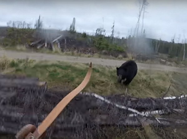 YouTube ВИДЕО: канадский охотник чудом пережил встречу с медведем