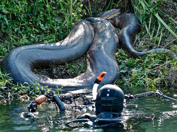 В Бразилии нашли самую большую анаконду в мире