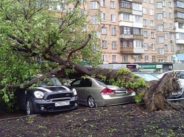 Сотовые операторы объяснили, почему не разослали SMS об урагане в Москве