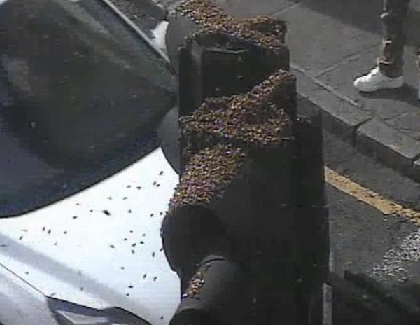 YouTube потрясло ВИДЕО, как огромный пчелиный рой атаковал жителей Лондона