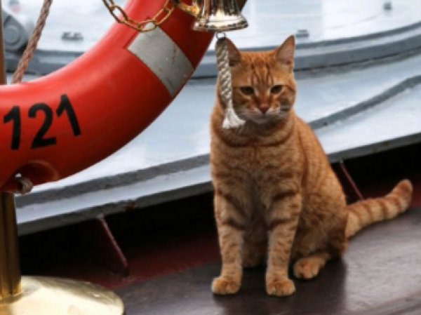 Минобороны РФ опубликовало фото кота, добравшегося на корабле до берегов Сирии
