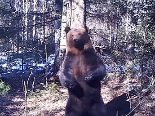 ВИДЕО с "танцами" у ели медведя Ферапонта сделали его звездой YouTube