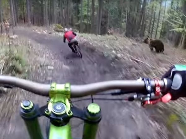 YouTube ВИДЕО погони медведя за велосипедистом стало хитом в Сети