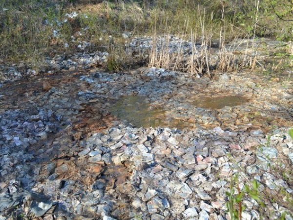 "Деньги всплывали у людей в колодцах": в болоте Подмосковья нашли миллиард рублей (ВИДЕО)