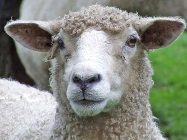 YouTube шокировало ВИДЕО с овцой-мутантом, которой нашли челюсть в ухе