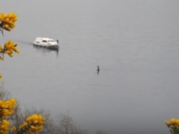 YouTube ВИДЕО: на озере Лох-Несс снова заметили знаменитого "монстра"