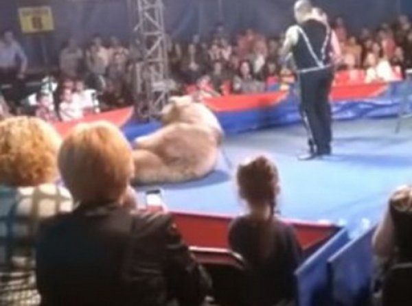 YouTube ВИДЕО: на Украине цирковой медведь напал на зрителей
