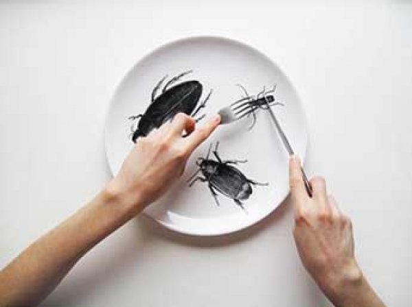 Ученые: употребление людьми насекомых в пищу замедлит глобальное потепление