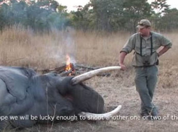 В Зимбабве умирающий слон насмерть раздавил охотника за редкими животными (ФОТО)