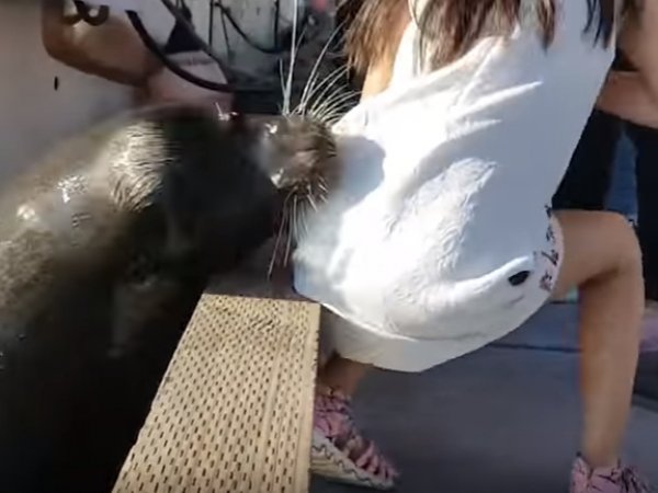 На YouTube появилось ВИДЕО, как в Канаде морской лев схватил девочку и утащил под воду
