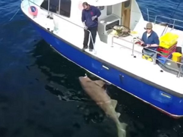 YouTube ВИДЕО: у берегов Ирландии поймали крупнейшую в Европе акулу