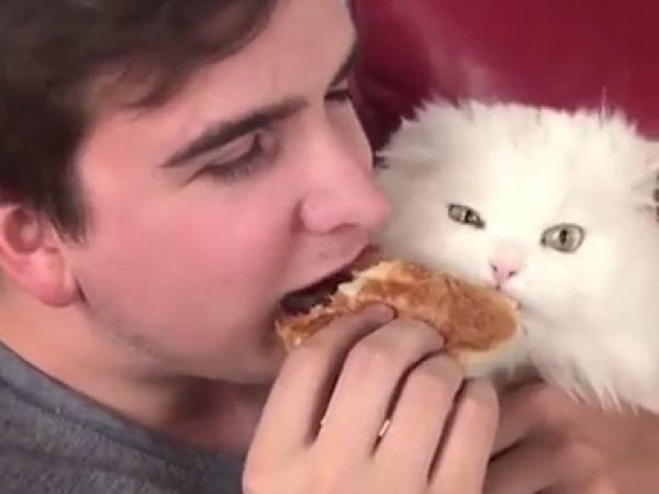 YouTube ВИДЕО с котом, поглощающим круассан, назвали  величайшим роликом Интернета