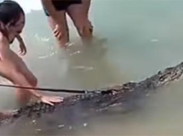 Видео купания крокодила в Черном море в Анапе стало поводом для прокурорской проверки