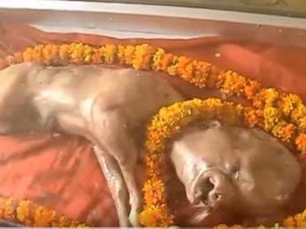 В Индии родился теленок с "лицом человека" - ему стали поклоняться как богу (ВИДЕО)