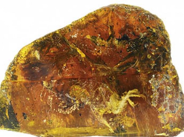 Ученые показали птенца возрастом 99 млн лет в застывшем янтаре (ВИДЕО)