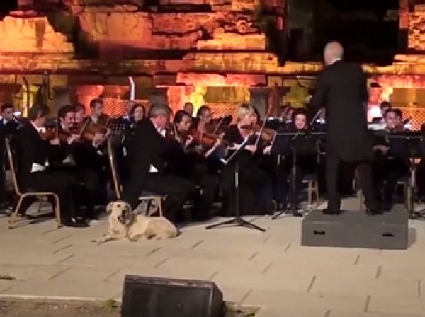YouTube ВИДЕО: лабрадор стал звездой на выступлении Венского камерного оркестра в Турции