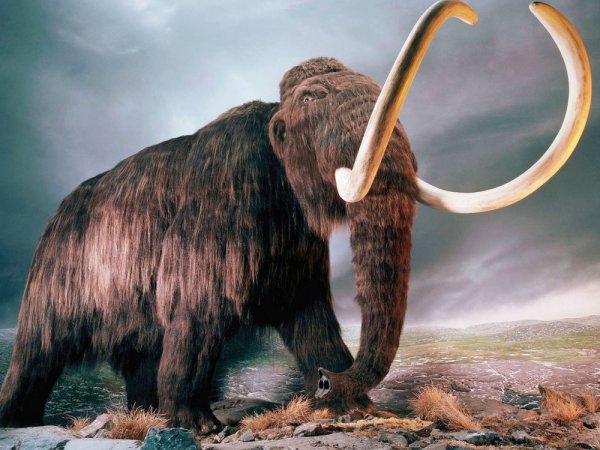 В Якутии мужчина нашел в огороде бивни мамонта возрастом 400 тысяч лет (ФОТО)