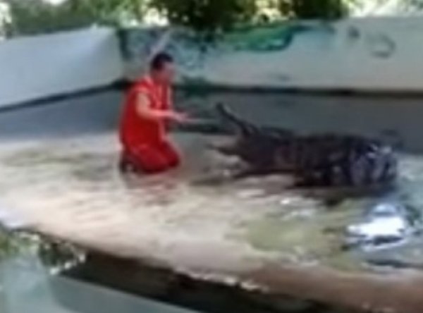 YouTube шокирован ВИДЕО, как в Тайланде крокодил прокусил дрессировщику голову