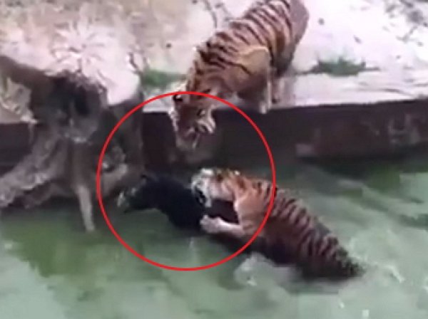 В китайском зоопарке живого осла скормили тиграм на глазах у посетителей
