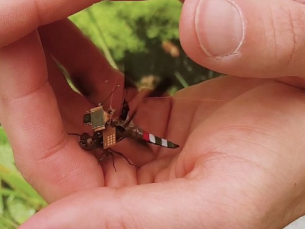 Ученые сняли на ВИДЕО и выложили на YoUtube полет стрекозы-киборга