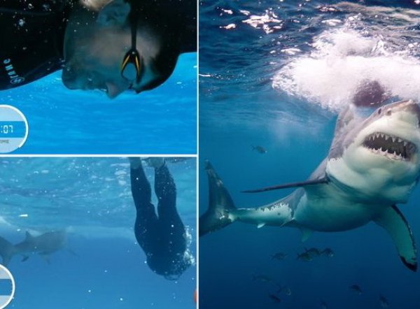Майкл Фелпс проиграл белой акуле в заплыве на 100 метров