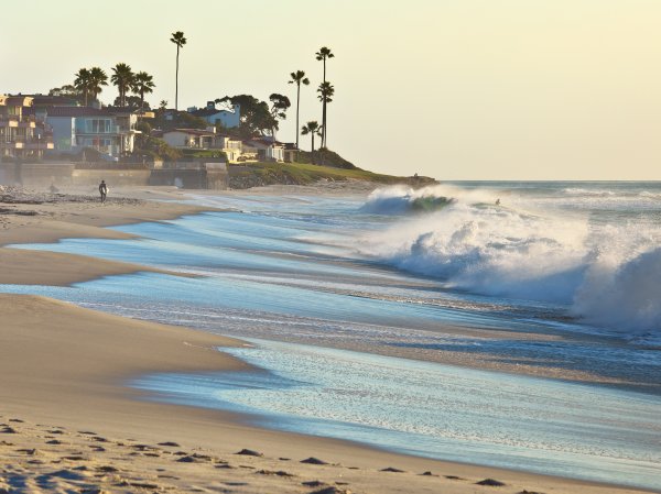 На пляж в Калифорнии выбросило странное существо (ФОТО)