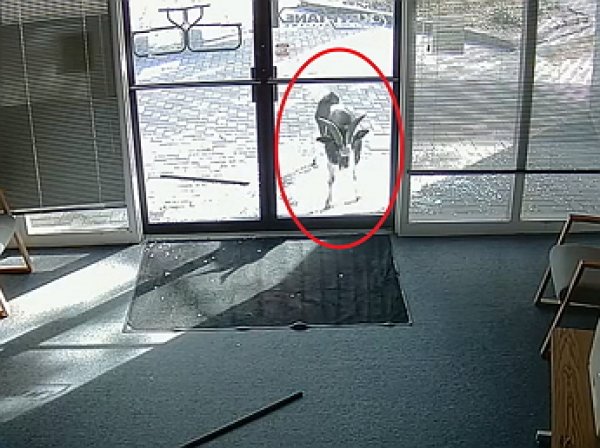 YouTube ВИДЕО: в США козел разбил рогами стеклянные двери офиса и сбежал
